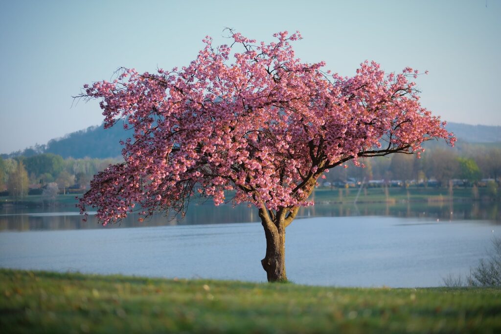 nature, landscape, tree, lake, blossom, pink, spring, splendid colors, tree, tree, tree, spring, spring, spring, spring, spring-7152461.jpg